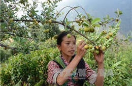 Tạo đột phá cho nông nghiệp miền núi ở Yên Bái
